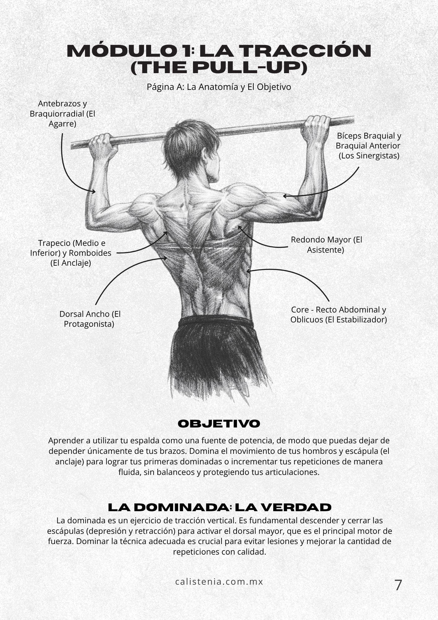 Progresiones de dominadas